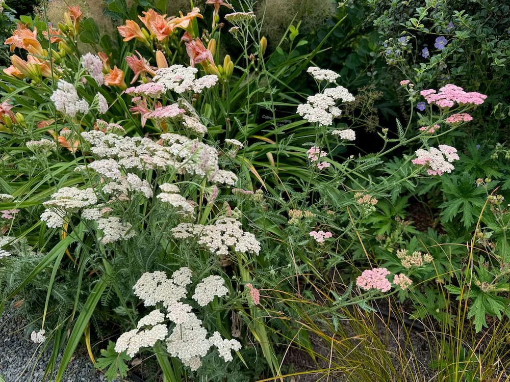 ARABIA エステリ ボタニカ \"Achillea millefolium\" ARABIA/アラビア Botanica/ボタニカ achillea millefolium
